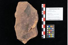 Foto (Objekt + Etikett) von Rhytisma pythii Ettingshausen (NHMW-GEO-2024-0188-0077)
